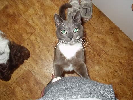 Blanding af racer Sylle    (Død...) billede 4