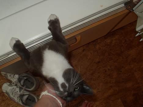 Blanding af racer Sylle    (Død...) billede 5