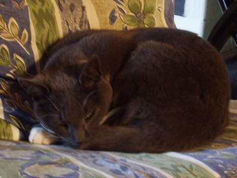 Blanding af racer Sylle    (Død...) billede 6