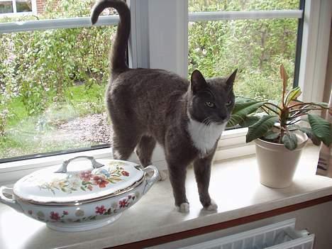 Blanding af racer Sylle    (Død...) billede 7