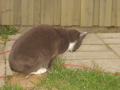 Blanding af racer Sylle    (Død...) billede 8