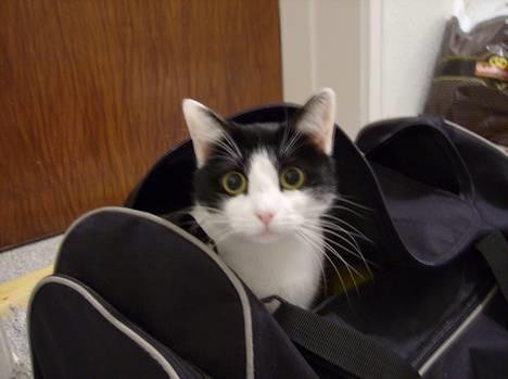 Blanding af racer Cleo - Her kan man til gengæld se Cleo er ude på ballade når hun har så store pupiller.. Heh. q; billede 7