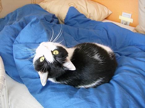 Blanding af racer Cleo - Regl nummer 1: ALDRIG stå bag en kat billede 8