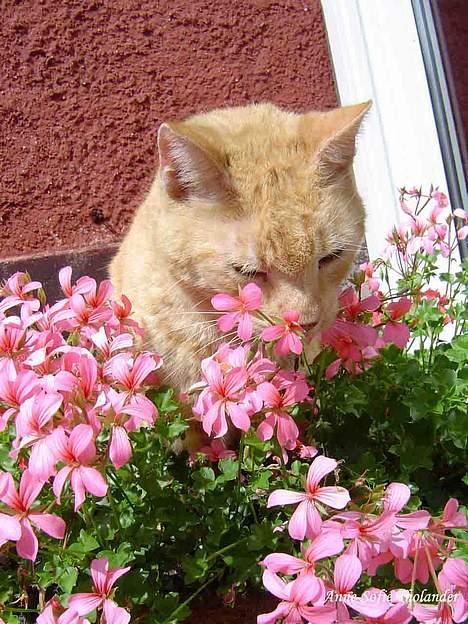 Huskat Emil - endnu engang hygger emil sig i min mors blomster.. billede 13