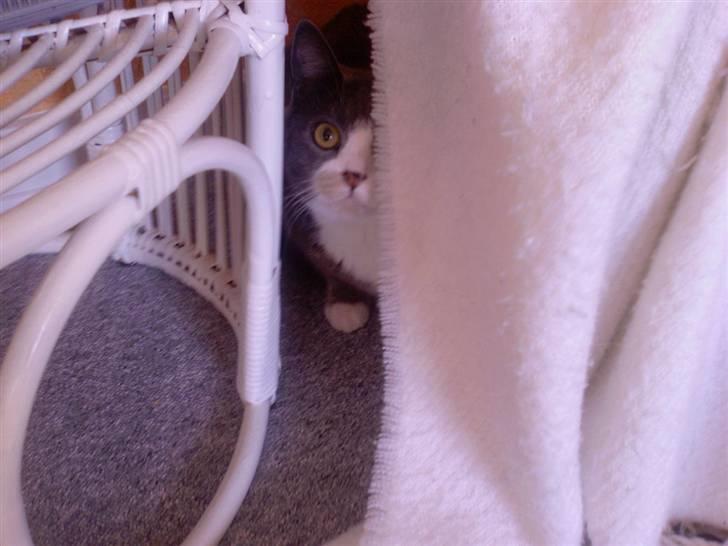 Blanding af racer Rhea - Du kan ikke seeeee miiiiig :D billede 10