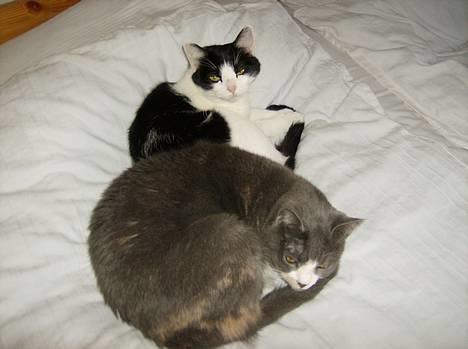 Blanding af racer Rhea - Fælles-sovning.. ;D billede 11