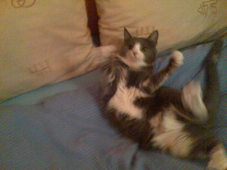 Blanding af racer Rhea - Det er måske lidt sløret.. Men her går Rhea altså lidt amok på en snor  ;D Min lille Ninja-mis billede 12