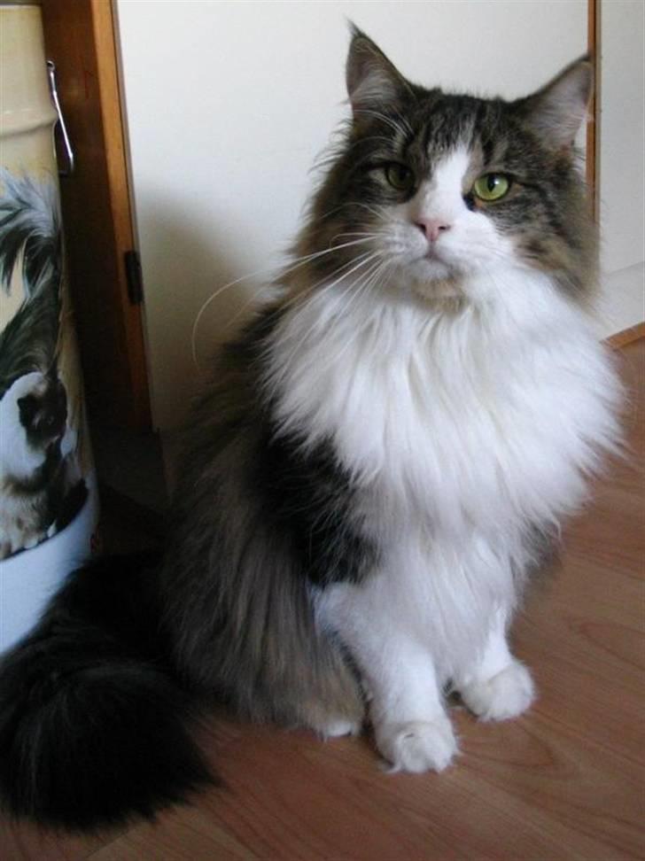 Huskat Lucas billede 1