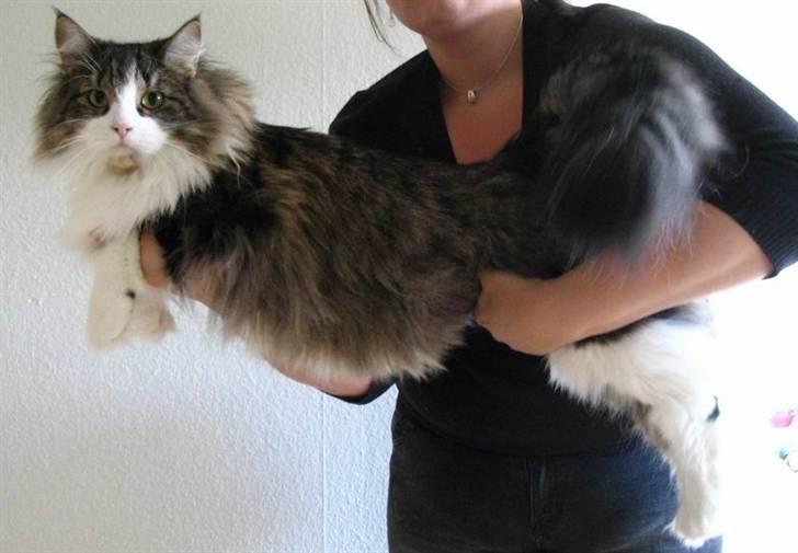 Huskat Lucas billede 3