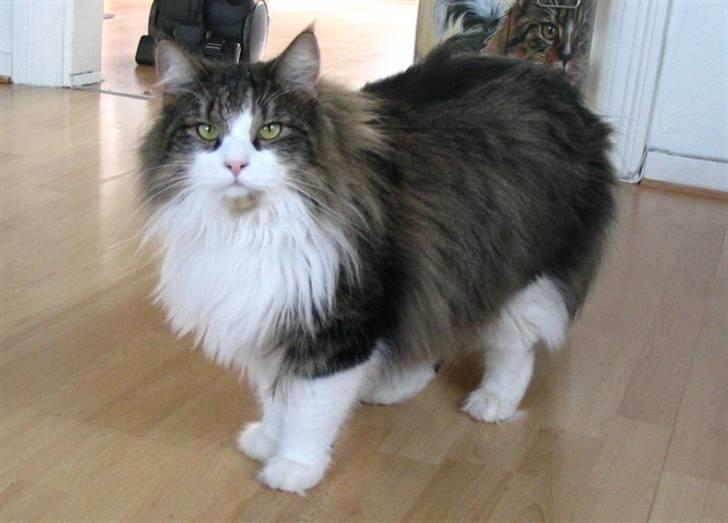 Huskat Lucas billede 4