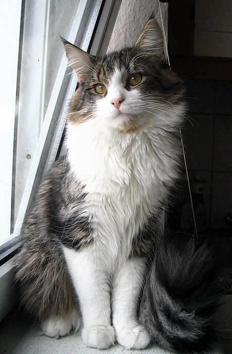 Huskat Lucas billede 6