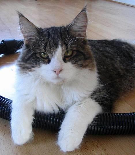 Huskat Lucas billede 8