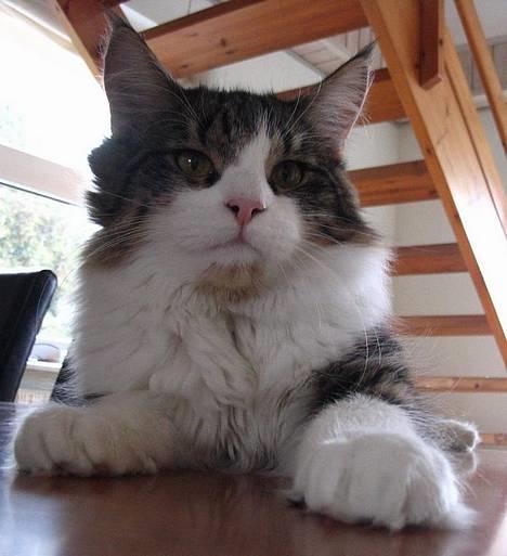 Huskat Lucas billede 9