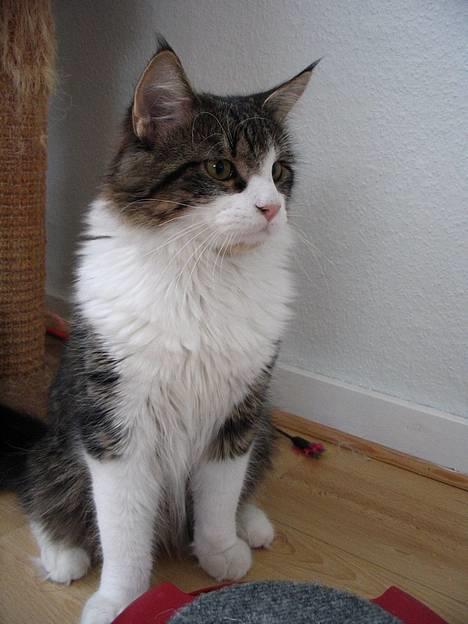 Huskat Lucas billede 15