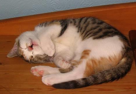 Huskat Laura billede 16