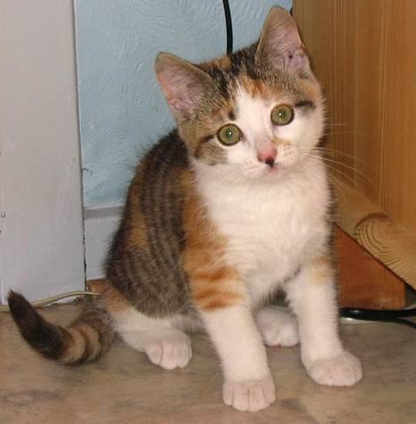 Huskat Laura billede 17