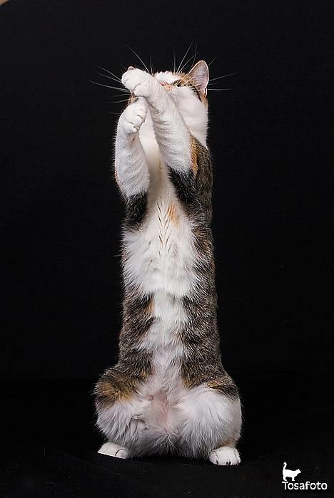 Huskat Laura billede 18