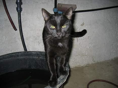 Blanding af racer Kovu *død* - Davs med dig... (1/10-05) billede 1