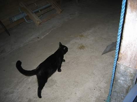 Blanding af racer Kovu *død* - Smutter... Der er vist mad derhenne...  (1/10-05) billede 2