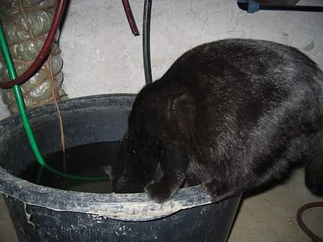 Blanding af racer Kovu *død* - Uuh... Jeg er så tørstig, men jeg skal passe på, at jeg ikke falder i, for der er vådt dernede!  (1/10-05) billede 3