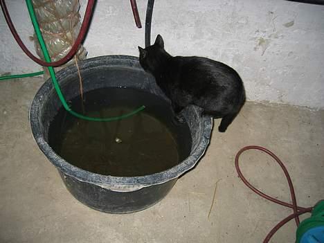 Blanding af racer Kovu *død* - Det er svært at holde balancen her... :-s   (1/10-05) billede 4