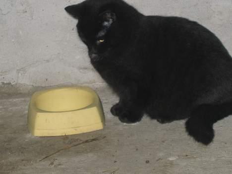 Blanding af racer Kovu *død* - Der er ikke vand i vandskålen og jeg er tørstig... Hvad er det for noget??!!   (13/12-04) billede 5