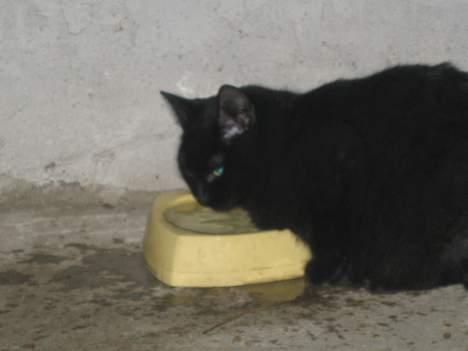 Blanding af racer Kovu *død* - Det var da også på høje tid... Jeg var jo ved at dø af tørst!!!   (13/12-04) billede 6