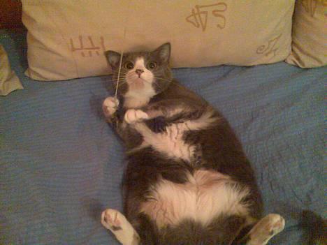 Blanding af racer Rhea - Haha.. Fik lige taget et billede på det helt rigtige tidspunkt hvor hun nærmest ligner en krammebamse, man bare har helt lyst til at kramme ;D Samtidig med at snoren hun leger med sidder fast i hendes pote OG så har hun de største frække øjne ;D billede 13