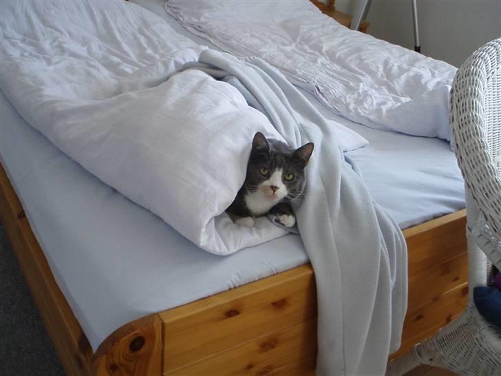 Blanding af racer Rhea - Rhea gemmer sig fordi hun blev bange for Saffi. :D billede 14