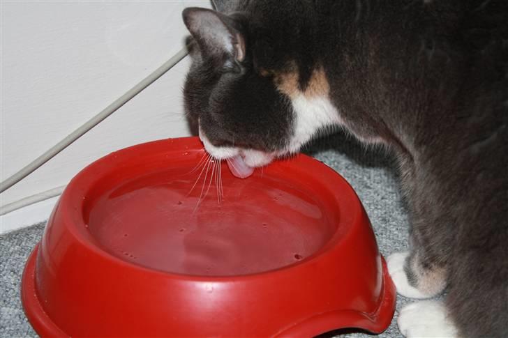 Blanding af racer Rhea - Meget tørstig Rhea :D billede 15