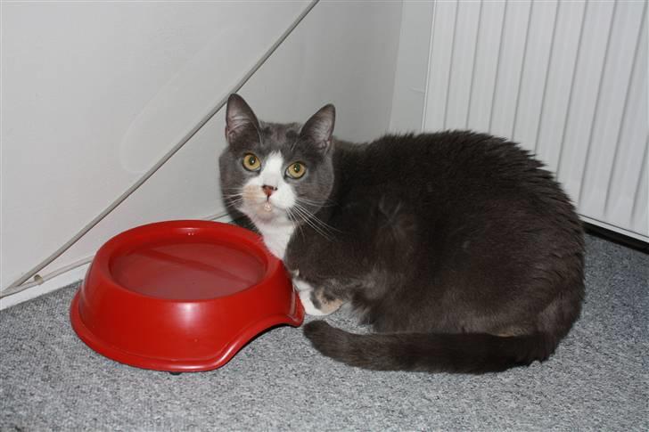 Blanding af racer Rhea - Meget tørstig Rhea med vand på hagen!   x´D billede 16