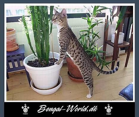 Bengal : Ricco  - 15.03.2006 billede 1