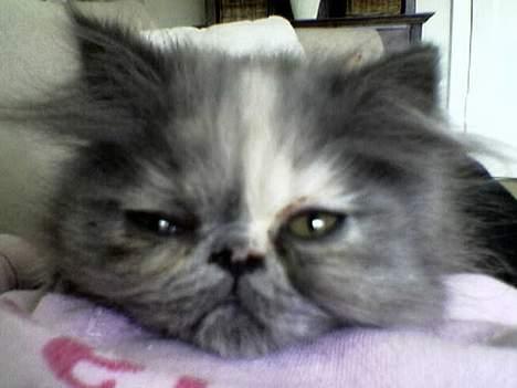 Perser Coco Chanel - Mig der ligger på min moar´s mave... *smiler* billede 1