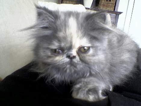 Perser Coco Chanel - Nu kommer jeg efter dig.. *Wahrrrr* Jeg er nemlig en meget farlig missetat... billede 2