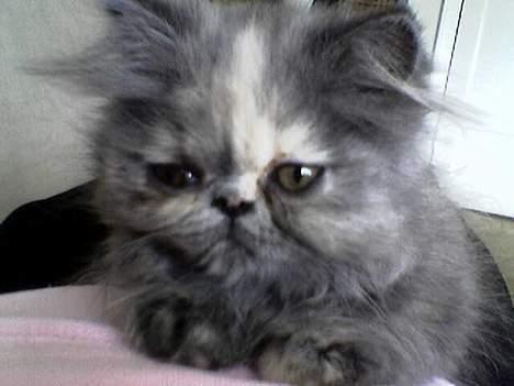 Perser Coco Chanel - Her er jeg da jeg bare var en lille mis, det var før jeg mødte min gode ven Louis som er på et af de andre billeder :) billede 3