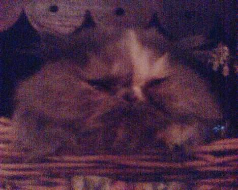 Perser Coco Chanel - Her ligger jeg oppe i min mormors kurv, det er så hyggeligt og dejlig blødt blandt alle servietterne *miav* billede 4