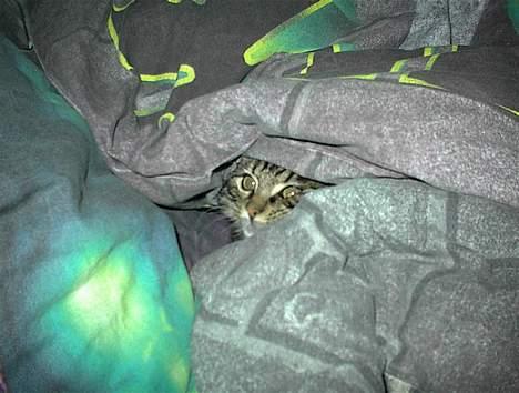 Blanding af racer Trunte - Det er hårdt arbejde... billede 13