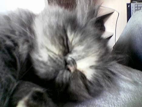 Perser Coco Chanel - Får mig lige en lille skønheds-lur... Det har jeg lært af min moar... billede 5