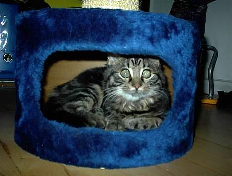 Blanding af racer Trunte - Her kan jeg rive i deres ben når de går forbi... billede 14