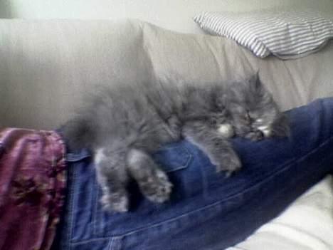 Perser Coco Chanel - Her ligger jeg på min moar igen, det er så dejlig varmt og trygt... billede 6