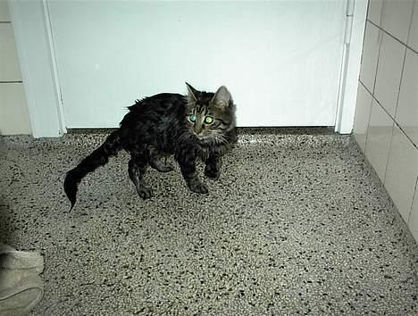 Blanding af racer Trunte - Sådan ser jeg ud efter svømme træning. billede 15