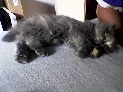 Perser Coco Chanel - Er det bare mig eller sover jeg altid? *griner* billede 7