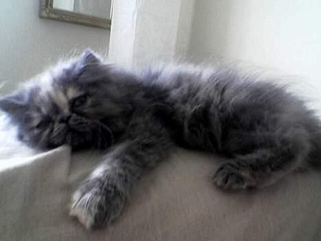 Perser Coco Chanel - Ahhh... dejligt med lidt afslapning :) billede 8