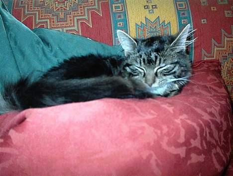 Blanding af racer Trunte - Tager mig lige en slapper. billede 16