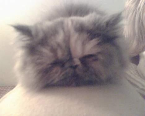 Perser Coco Chanel - Tager mig lige en slapper på sofa´en er lidt træt efter en hård dag i køkkenet *smiler* billede 9