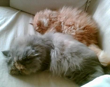 Perser Coco Chanel - Her leger jeg med min bedsteste ven Louis Vuitton, han er også perser og bor sammen med mig... billede 10