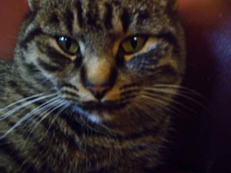 Huskat Pjuske (Himmelkat) - Tid til nærbilleder billede 13