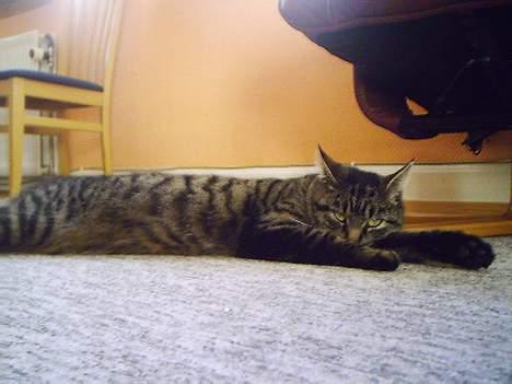 Huskat Pjuske (Himmelkat) billede 14