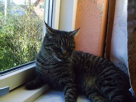 Huskat Pjuske (Himmelkat) - Hmm nu igen billede 15