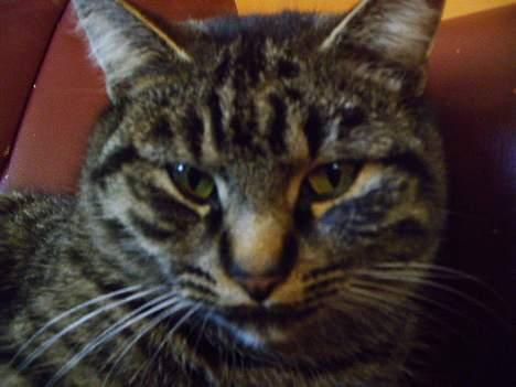 Huskat Pjuske (Himmelkat) - Flere nærbilleder billede 16